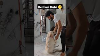 Rubi Pakdi Gayi 😉 ll labra rubi ll youtubeshorts shorts labrador doglover funny viralshort [upl. by Nnylyma303]