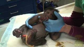 Its a Gorilla Baby Gorilla Video [upl. by Larina]