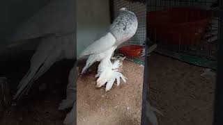 pouter kabootar malayalamgaditano pouter pigeon pricemalayalampouter pigeon breedingpouter pigeon [upl. by Sidnee]