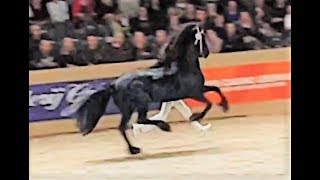 Julius 486 stallion inspection 2019 Friesian horse [upl. by Eaves822]