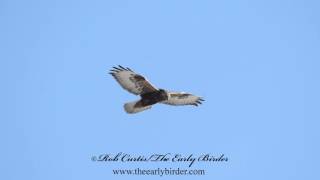 ROUGHLEGGED HAWKS hovering Buteo lagopus [upl. by Arracot939]