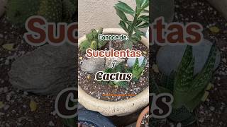 Conoce de Suculentas y Cactus ¡Cuidados Básicos y Tips 🌵 plantas jardinería suculentas cactus [upl. by Orland]