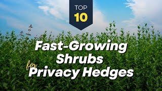 TOP 10 Fast Growing Shrubs for Privacy Hedges 🌱🌳🌿 Garden Fence [upl. by Merc242]