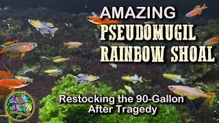 Pseudomugil Luminatus Rainbowfish and a Bonus Fish Song Unbox from Aquatic Arts [upl. by Tnek105]