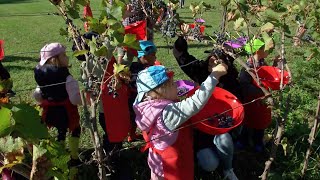 VALLAGARINA NOMI LA VENDEMMIA DEI BAMBINI [upl. by Dhruv]