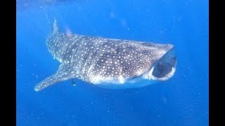 Snorkeling with Whale Sharks in Cancun [upl. by Ailil287]