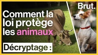 Tour du monde  comment la loi protège les animaux [upl. by Hoopes]