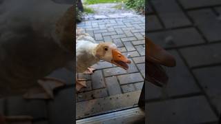 Untitled Goose Game IRL 2 [upl. by Okime649]