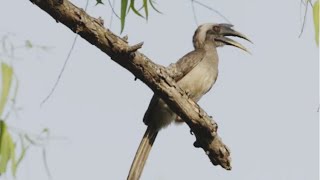 Indian grey hornbillधनेशcall । Hornbill calling out to its Mate । Grey hornbill sound [upl. by Luapnhoj]