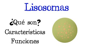 🌐 ¿Qué son los Lisosomas 💥 Características y Funciones Fácil y Rápido  BIOLOGÍA [upl. by Zoha]