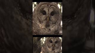 🦉VERY CLOSE BARRED OWL HOOTS CALLS WhoCooksForYou  Territorial Mating Sounds birds  Canada Wild [upl. by Ordnas918]