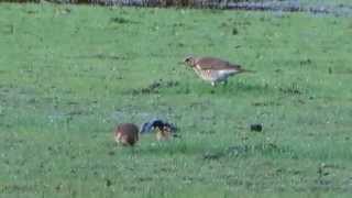 Gefladder  Koperwieken kramsvogels en putters plukken wormen [upl. by Colyer446]