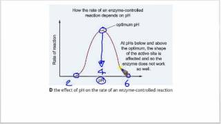 pH amp Enzyme Activity [upl. by Aidni840]