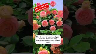 How to plant and care for 🌹 potassium dihydrogen phosphate rose plants flowers shorts explore [upl. by Mcnelly11]