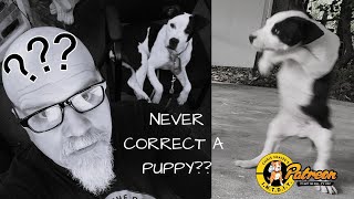 NEVER CORRECT A PUPPY [upl. by Rabkin]