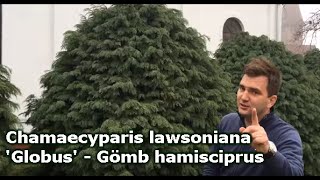 Chamaecyparis lawsoniana Globus  Gömb hamisciprus [upl. by Adnala]