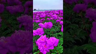 Purple peony flower youtubeshorts trending nature hindisong purpleflower garden [upl. by Eiderf807]