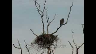 Adjutant Stork looks on while vultures eat carrion [upl. by Derrek]