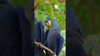 Hyacinth Macaw Anodorhynchus hyacinthinusshorts [upl. by Hawger]