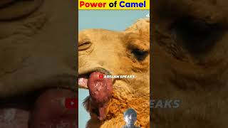 Power of camel interestingfacts amazingfacts [upl. by Nileek]