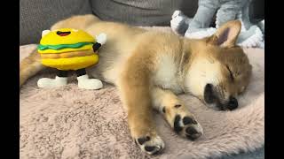 relaxing sleeping babyshibapuppy puppy dogs dog dogbreed doglover pets pet shiba cute [upl. by Yvette]