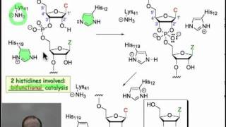 Enzymatic Hydrolysis of Phosphodiesters [upl. by Arada364]