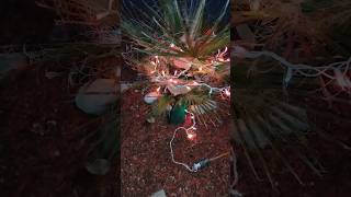 Protecting my Washingtonia Filifera for Winter palms tropical garden viral [upl. by Vookles]