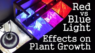 Experiment Red Light vs Blue Light How Spectrums Affect Plant Growth LED vs CFL [upl. by Imuyam561]