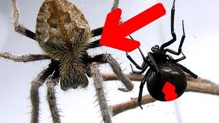 Redback Spider Vs Giant Hairy Scary Orb Spider Amazing Sucking Fluids Spider Feeding [upl. by Atteyek]