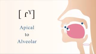 ɾˠ  voiced apical alveolar velarized tap [upl. by Netsirhk48]