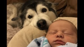 This is why huskies and babies are the best Part 2 [upl. by Ronn]