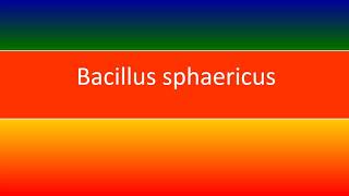 BACILLUS SPHAERIUS [upl. by Douville]