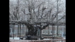 Sneeuw in Oisterwijk [upl. by Iverson465]