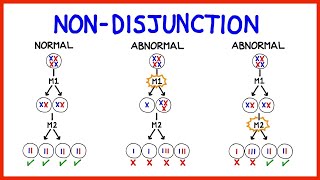 Chromosomal Abnormalities Aneuploidy and NonDisjunction [upl. by Glynnis]