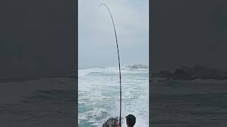 Monster Stumpnose eastern Cape 🐟🎣 subscribe [upl. by Rafaela]