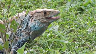 Garrobo  Spiny tailed Iguana  Ctenosaura similis [upl. by Traver964]