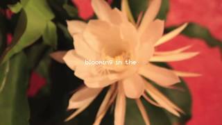 Johnny Stimson  Flower Official Lyric Video [upl. by Nuyh]