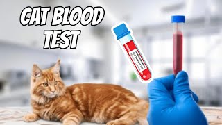 Cat Blood Test cat Perfectkitty2 [upl. by Hpesojnhoj]