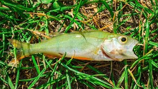 Raining fish in Texarkana Texas [upl. by Melisenda983]