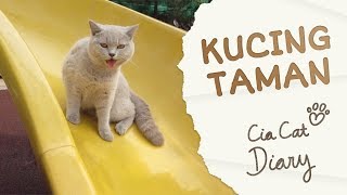 Kucing Jalanjalan di Taman  TAMANNYA BAGUS BANGET  Cia Cat Diary  Ep 5 ENG SUB [upl. by Navert]