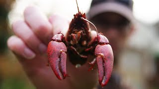 INVASIVE CRAYFISH Catch and Cook  Signal Crayfish Trapping UK [upl. by Retsehc]