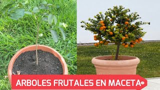 COMO SEMBRAR LIMONERO EN MACETA ARBOLES FRUTALES EN MACETAS [upl. by Olnee]