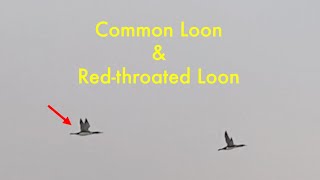 Common Loon and Redthroated Loon [upl. by Whitnell]