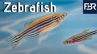 Three Human Diseases That Zebrafish Have Helped Treat 2019 [upl. by Noryd]