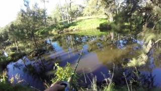 850mm Gwydir River Murray cod [upl. by Terena62]