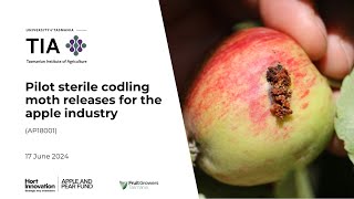 Sterile Codling Moths for Australian Apples webinar 2024 [upl. by Kling]