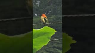 Chestnutheaded beeeater bird shortsfeed wildbirds youtube rohini followme hightlight [upl. by Lesak]