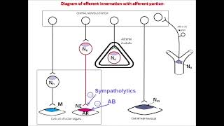 drug inhibiting adrenergic synapse [upl. by Lapotin]