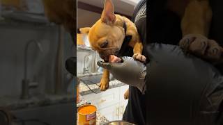 Feeding Hanky Panky the Frenchie [upl. by Romilly]