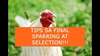 TIPS SA FINAL SPARRING AT SELECTION NG PANLABAN [upl. by Nelo]